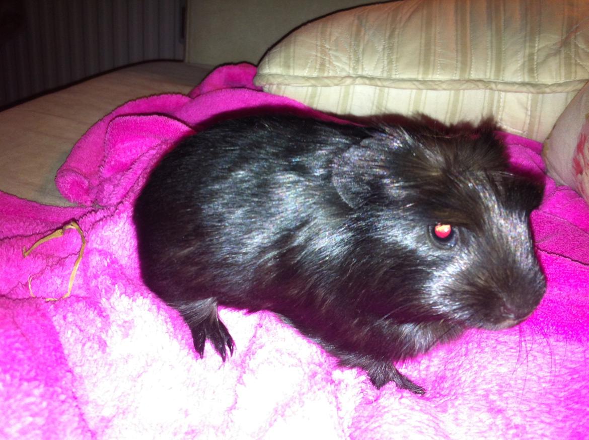 Marsvin Elvis billede 4