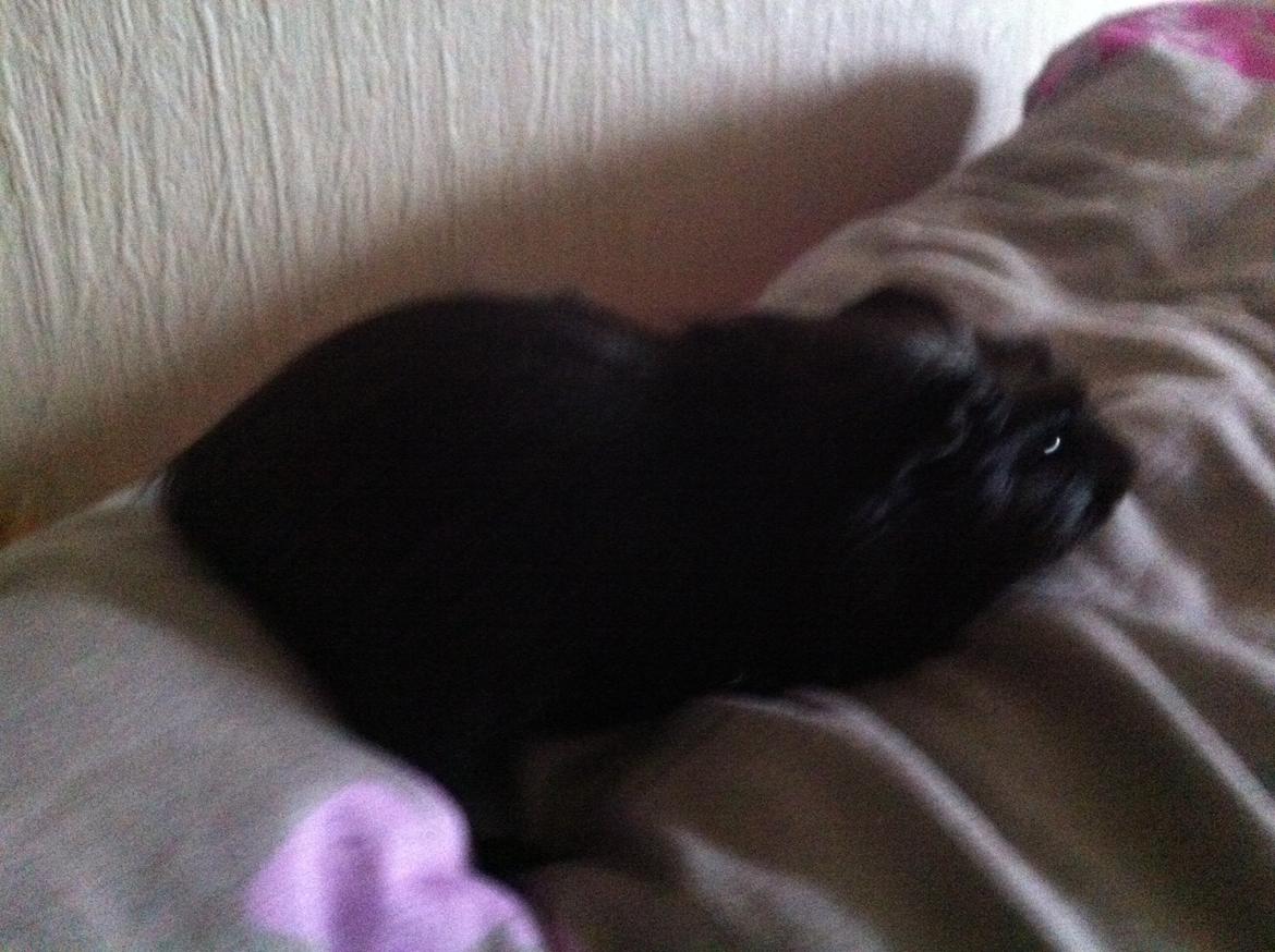 Marsvin Elvis billede 5