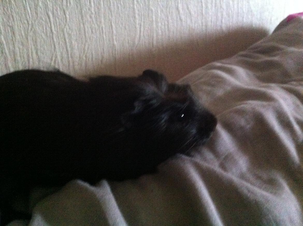 Marsvin Elvis billede 6