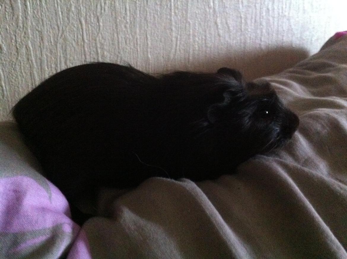 Marsvin Elvis billede 7