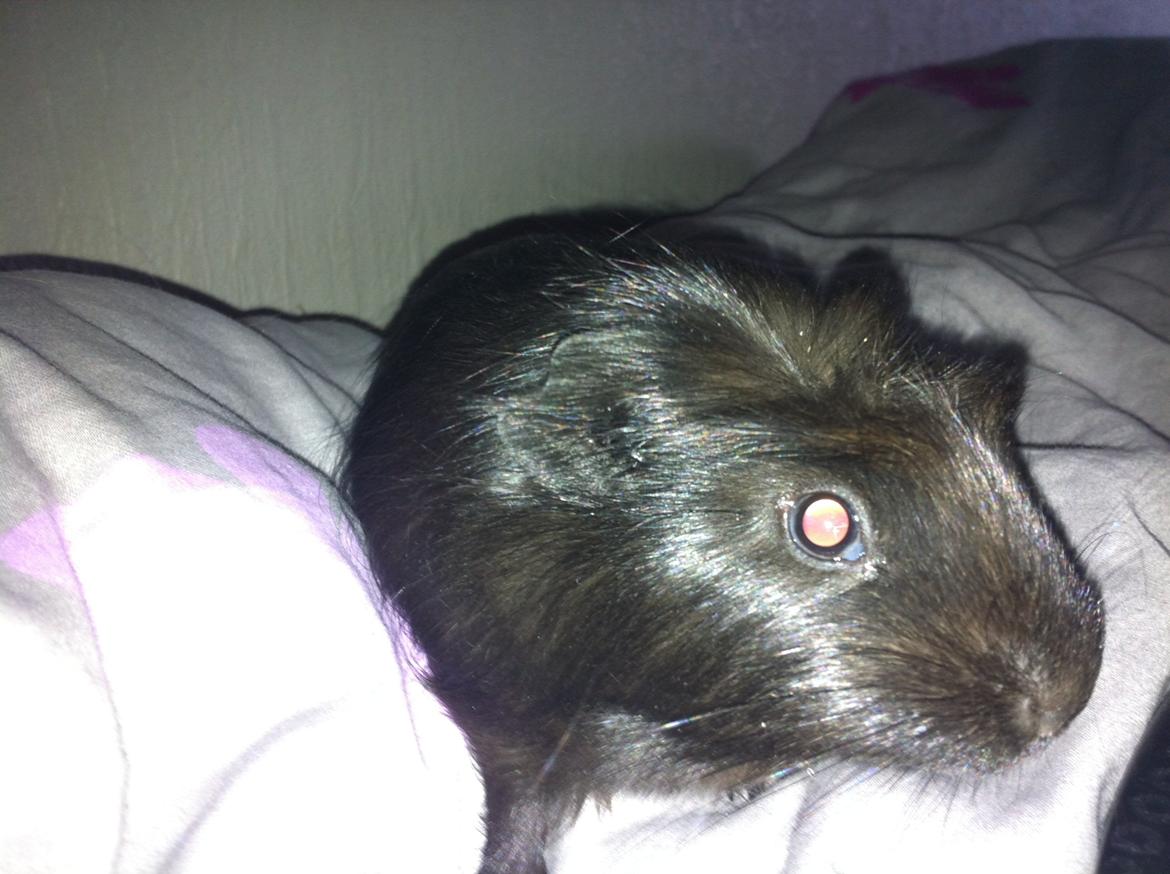 Marsvin Elvis billede 8