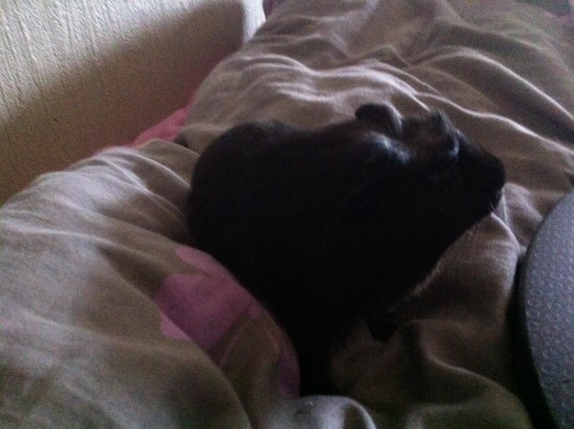 Marsvin Elvis billede 9