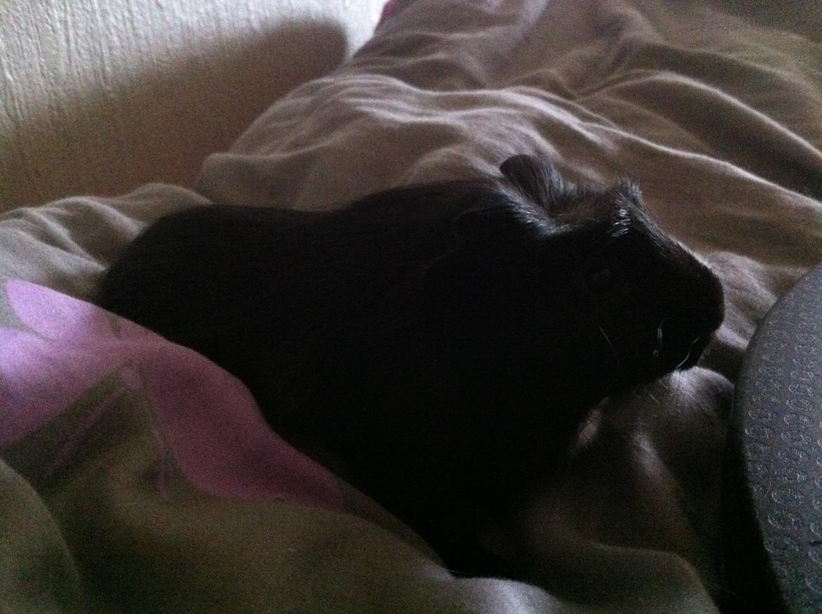 Marsvin Elvis billede 10