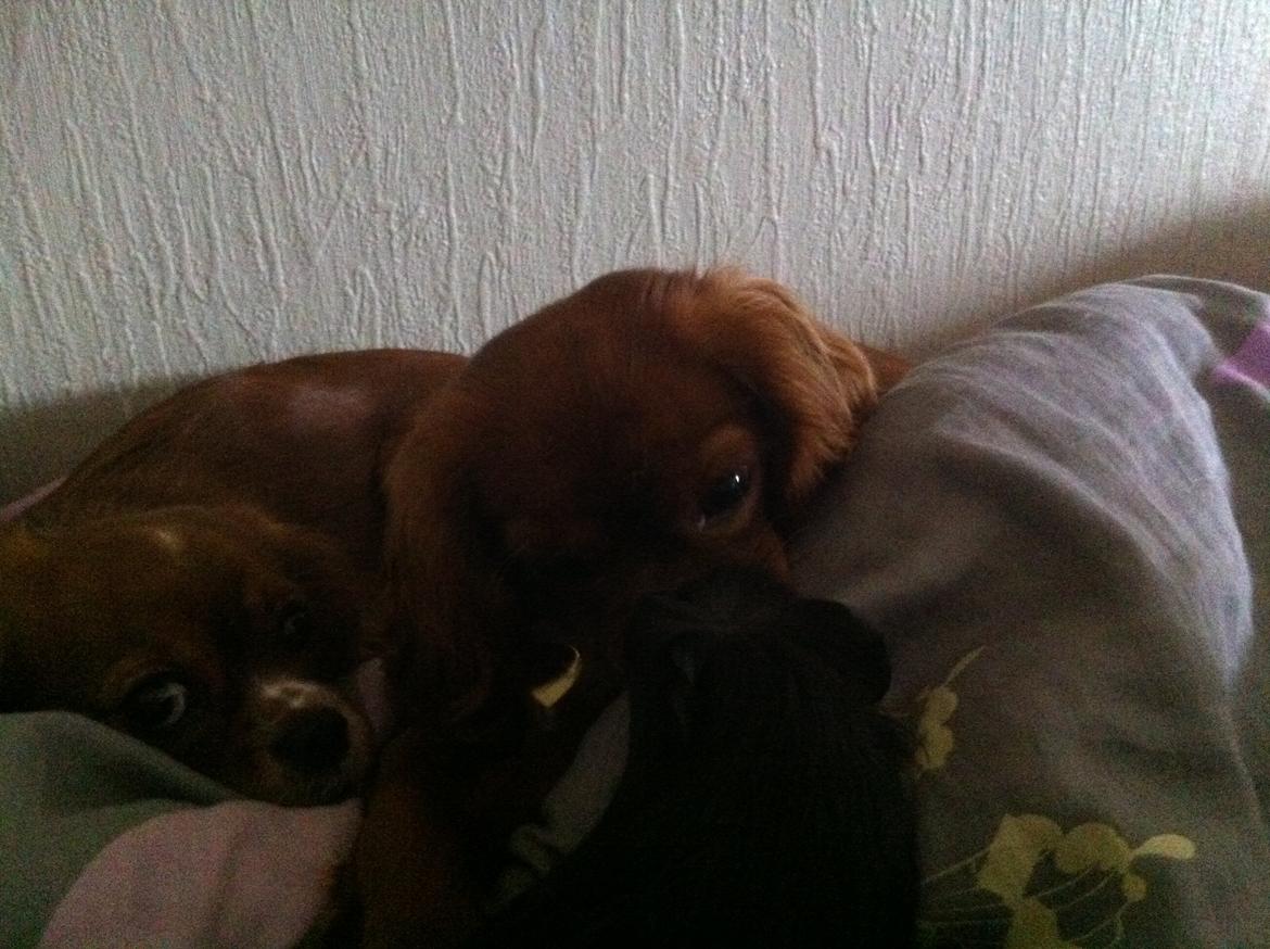 Marsvin Elvis billede 11