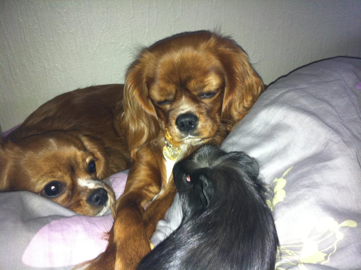 Marsvin Elvis billede 12