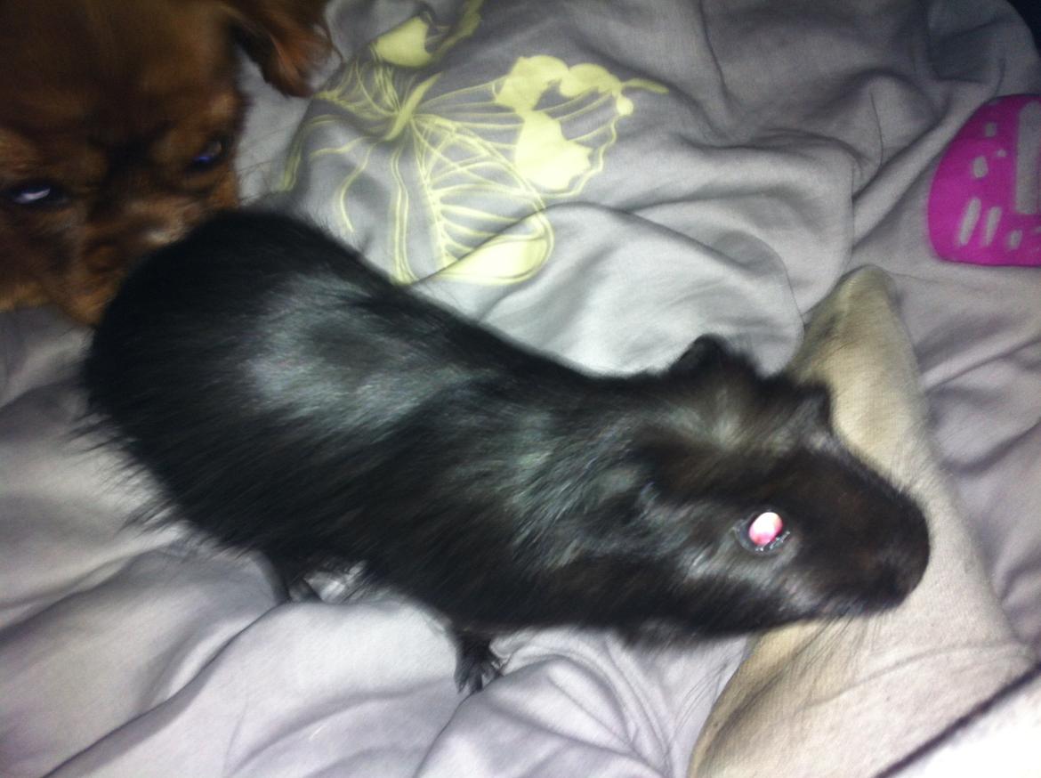 Marsvin Elvis billede 13