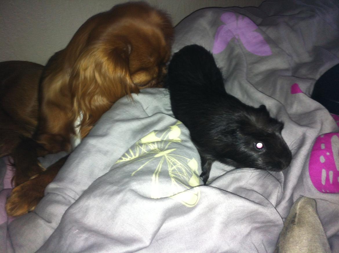 Marsvin Elvis billede 14