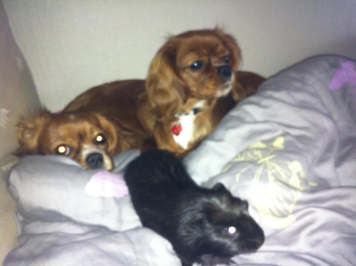 Marsvin Elvis billede 15