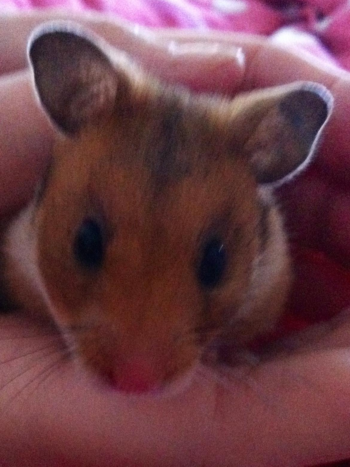 Hamster Candy billede 1