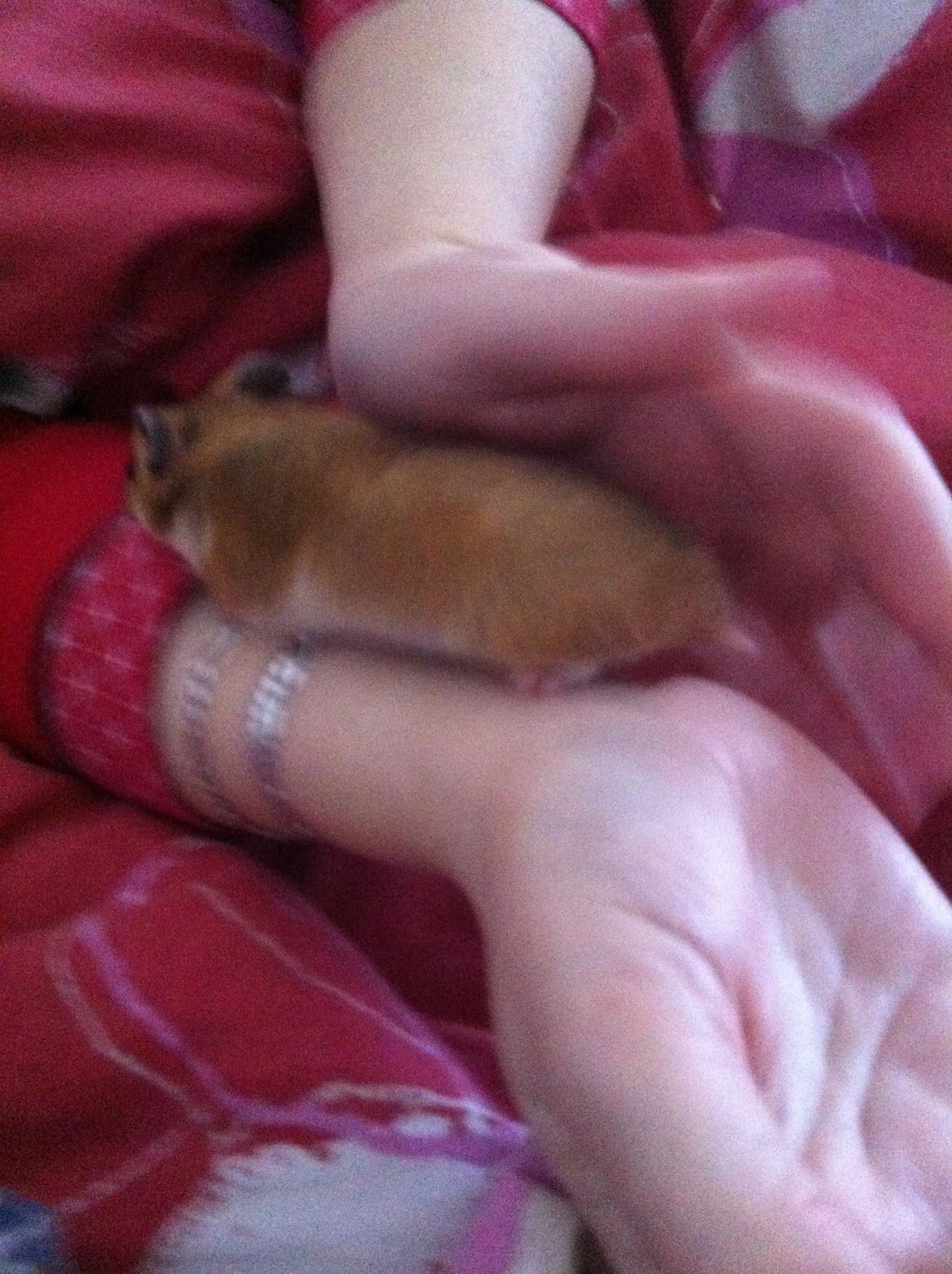 Hamster Candy billede 2