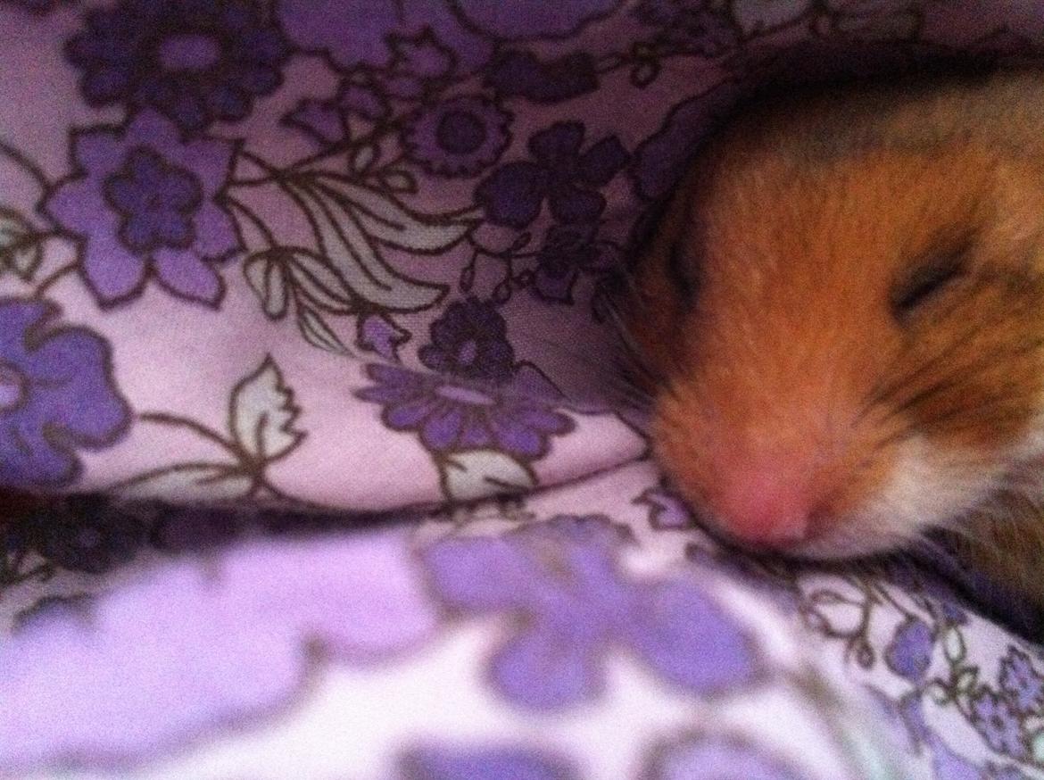 Hamster Candy billede 3