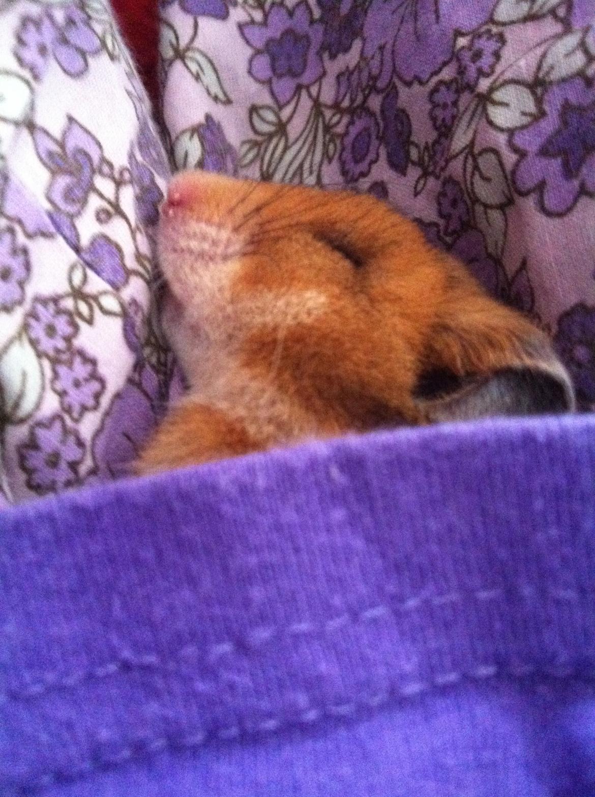 Hamster Candy billede 4