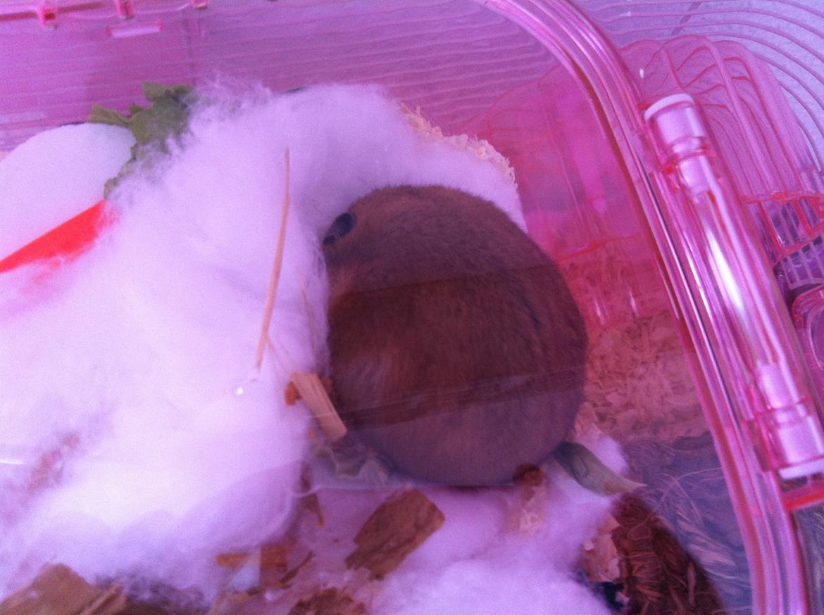 Hamster Candy billede 5