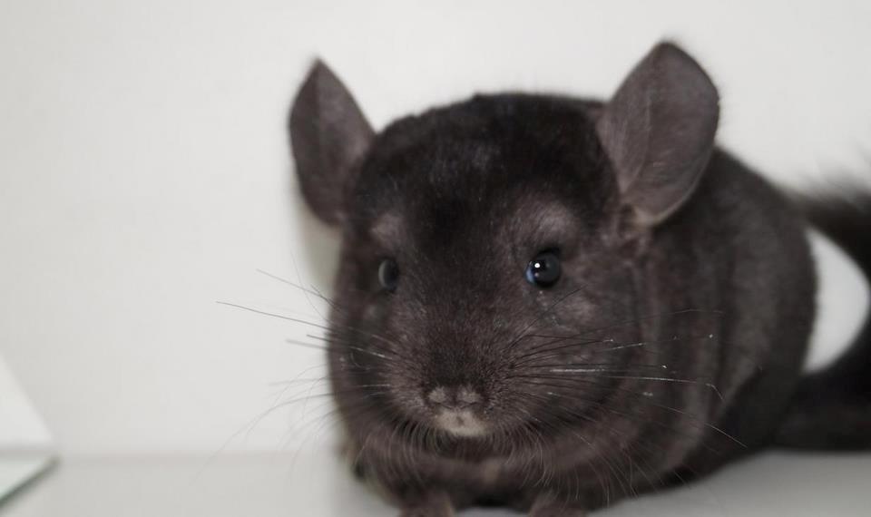 Chinchilla Chilimus Elvis (Hubert) - Hans søde smil, (billed fra tidligere ejer.) billede 2