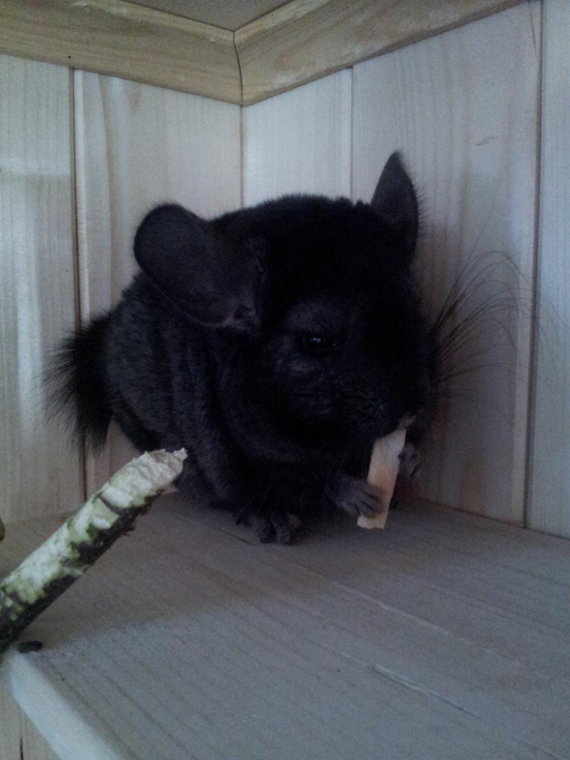 Chinchilla Chilimus Elvis (Hubert) - Så sidder Hubert og får en kiks.  billede 7