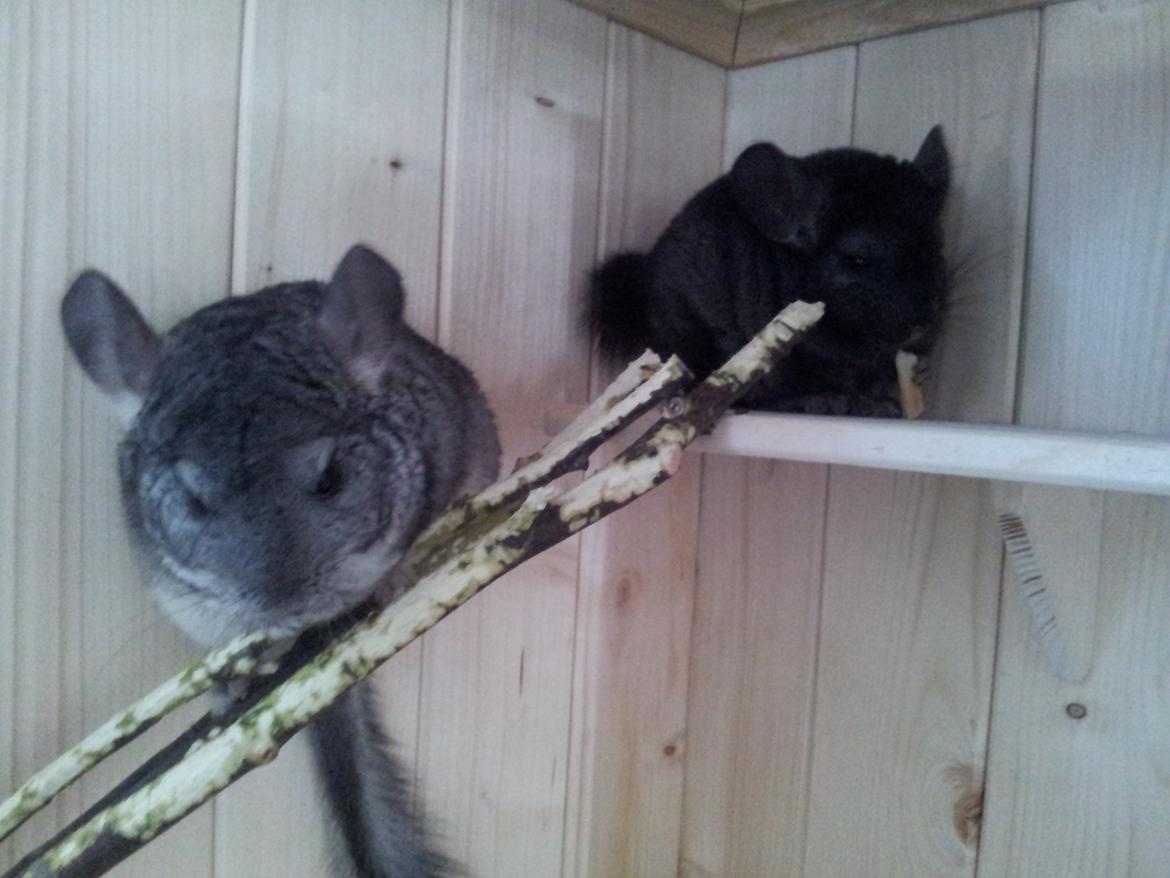 Chinchilla Chilimus Elvis (Hubert) - Conrad og Hubert spiser kiks første dag de er sammen.  billede 6