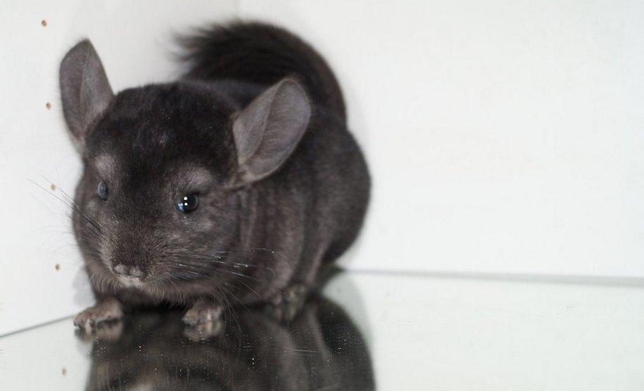 Chinchilla Chilimus Elvis (Hubert) - 'Sødt lille smil.  billede 1