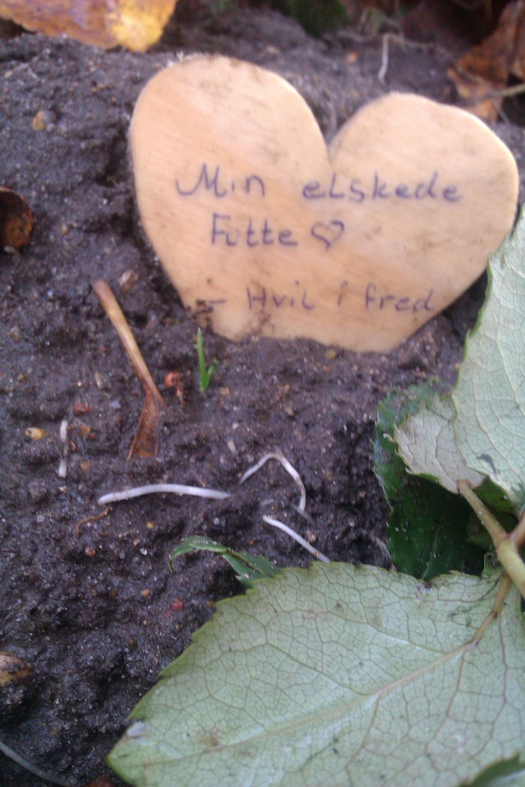 Marsvin | Futte - Min elskede Futte. Hvil i fred :'( billede 13