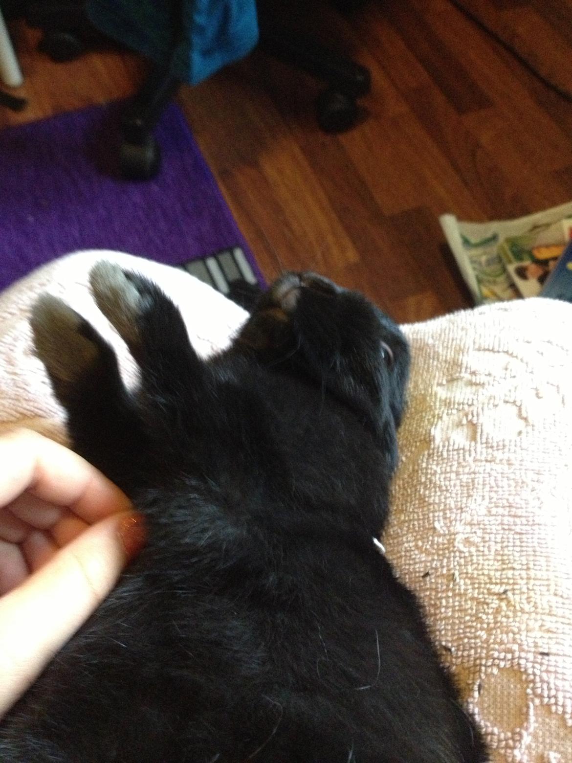 Kanin Bunny billede 1