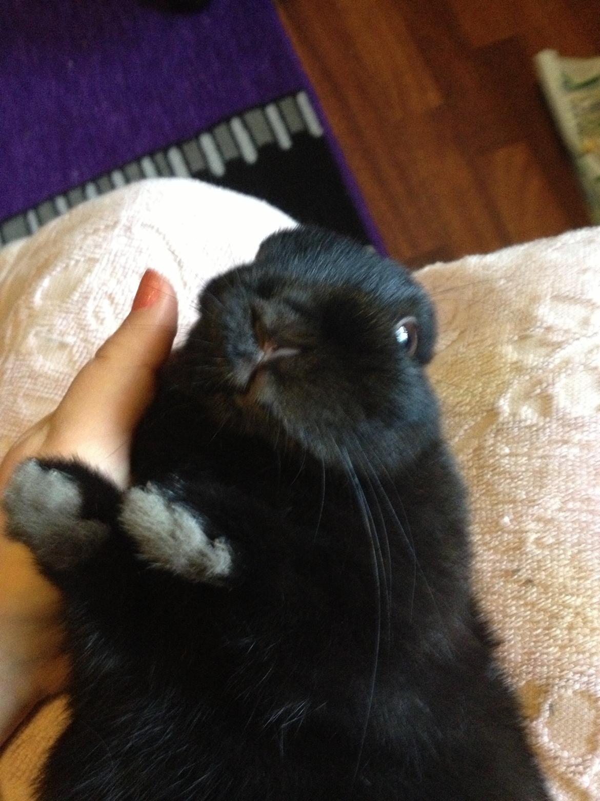 Kanin Bunny billede 2