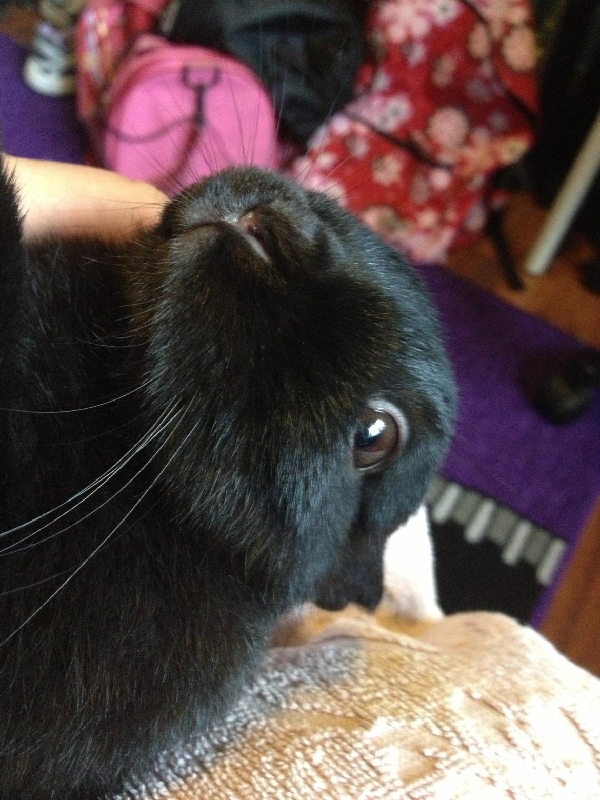 Kanin Bunny billede 3