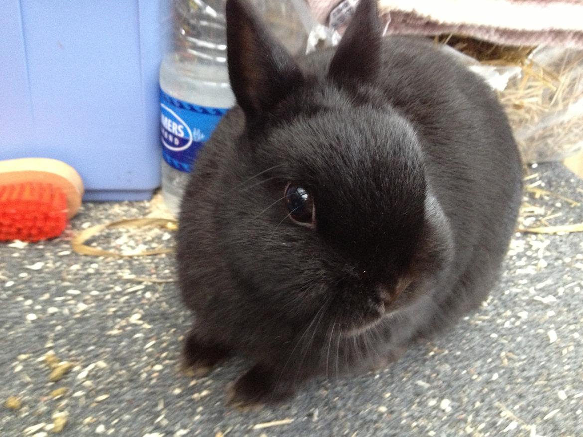 Kanin Bunny billede 4