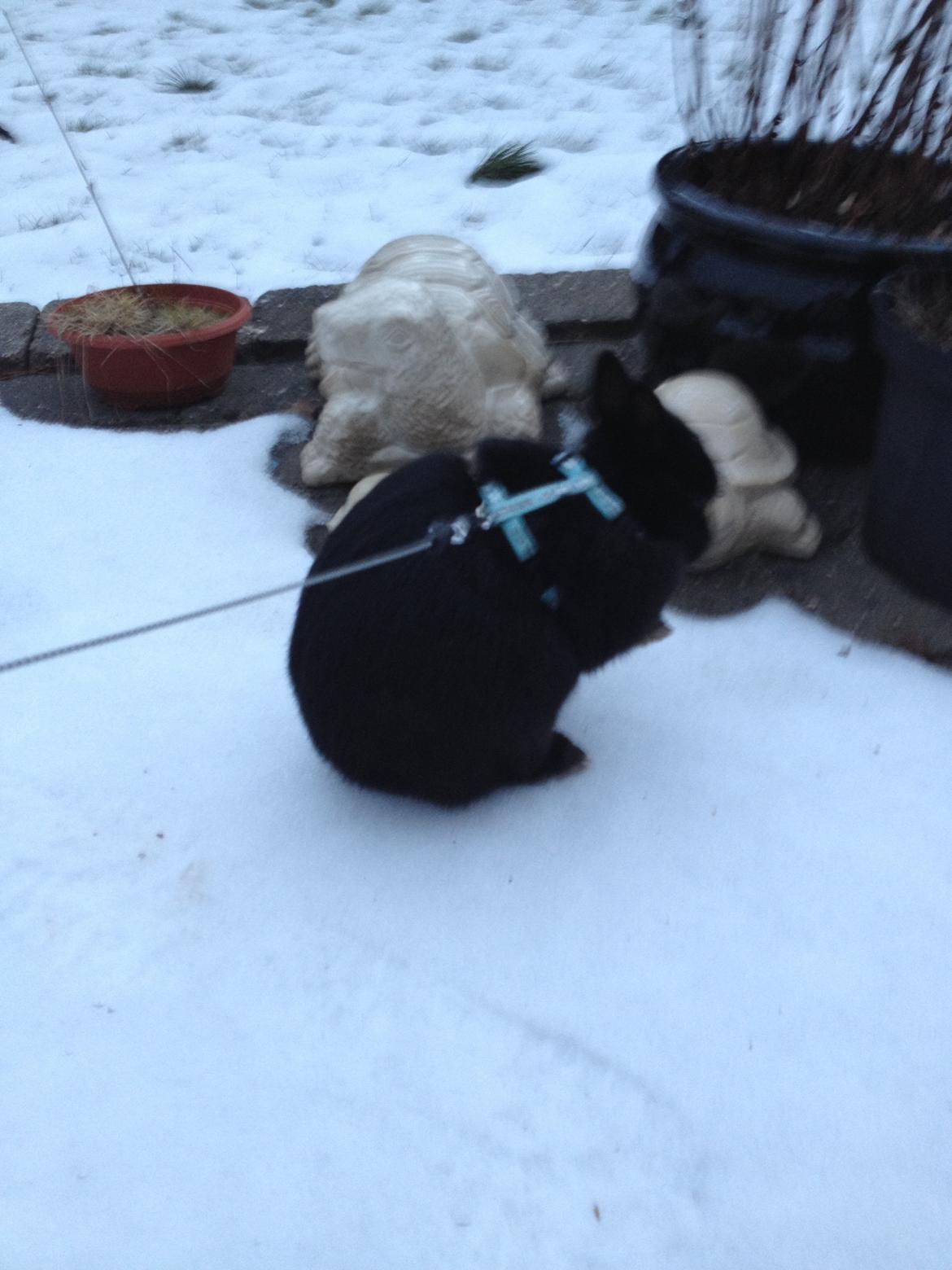 Kanin Bunny billede 5