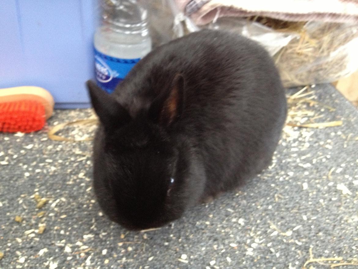 Kanin Bunny billede 6