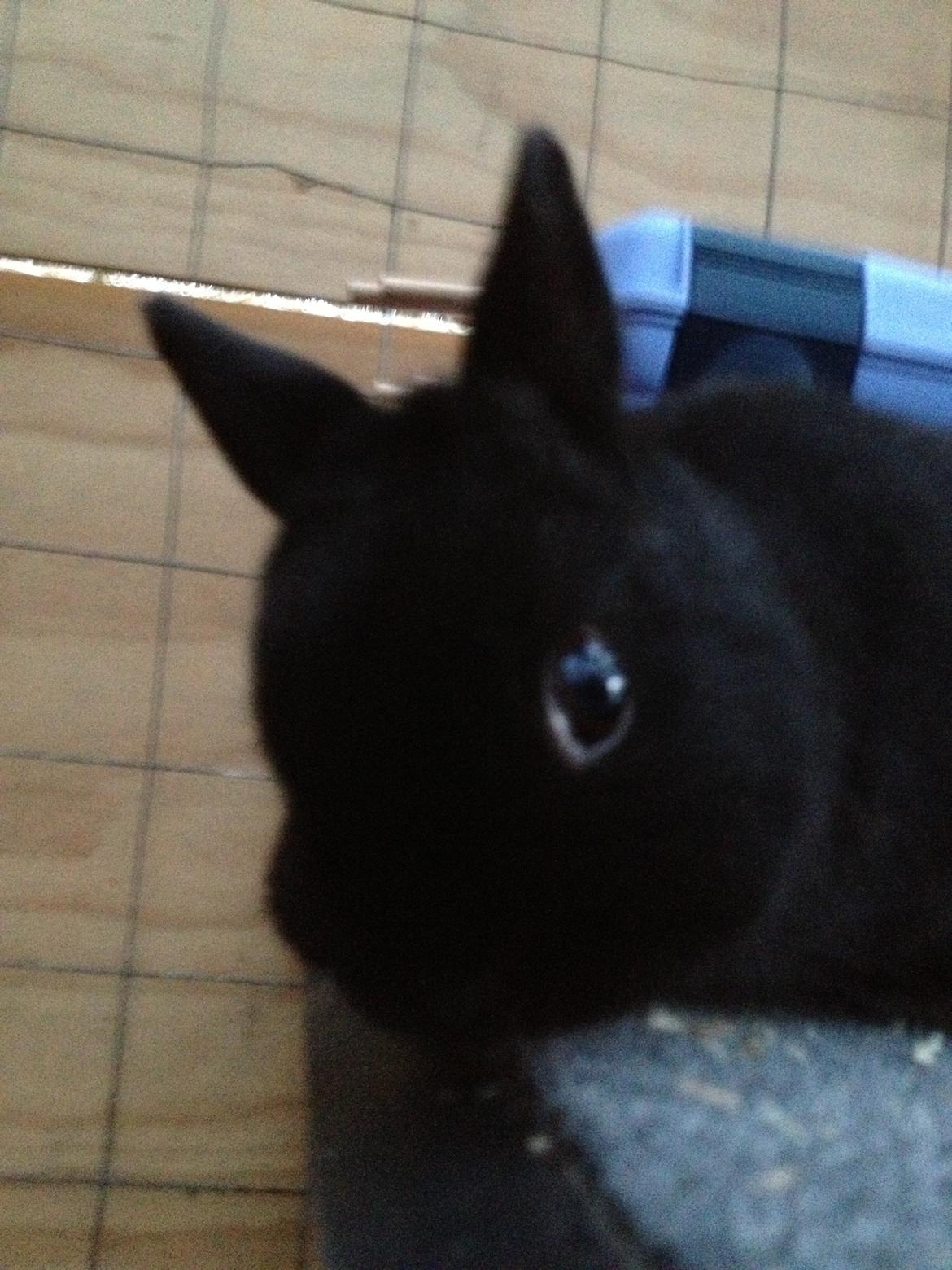 Kanin Bunny billede 7