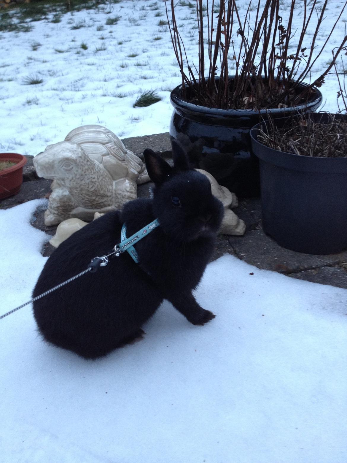 Kanin Bunny billede 8