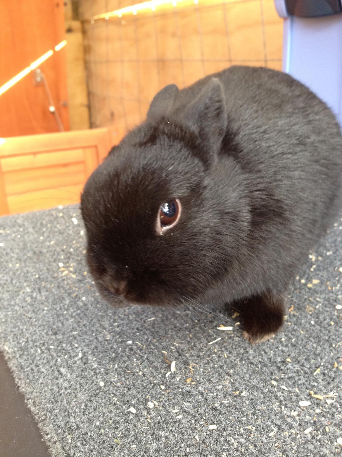 Kanin Bunny billede 9