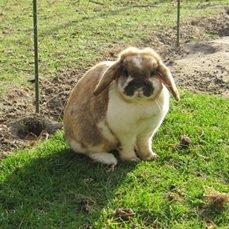 Kanin Stampe R.I.P  billede 1