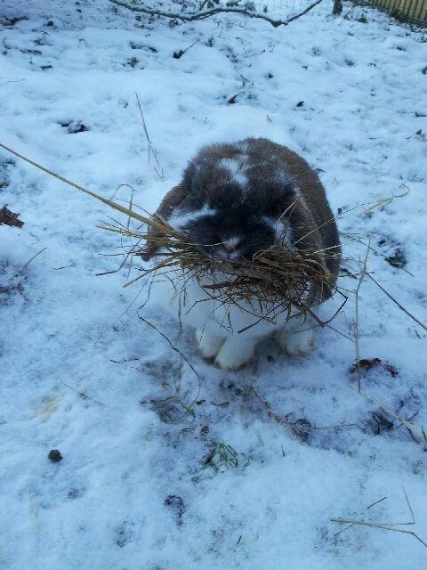 Kanin Stampe R.I.P  billede 2