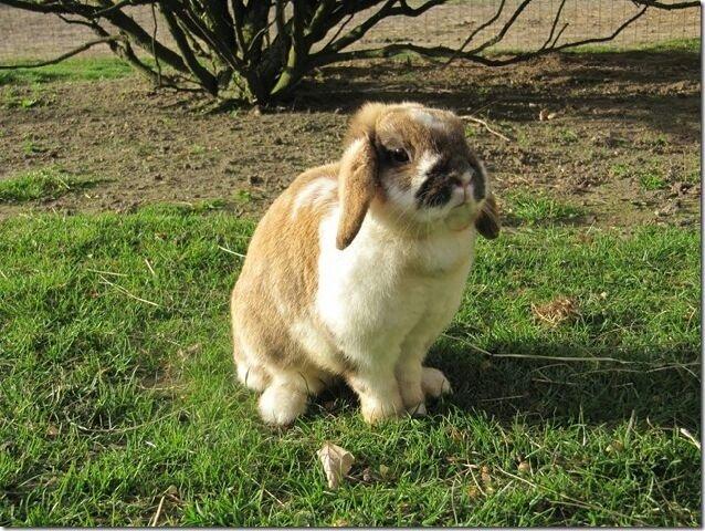 Kanin Stampe R.I.P  billede 4