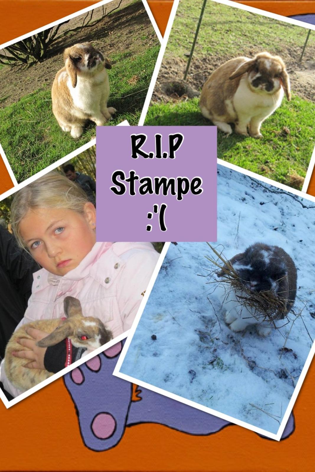 Kanin Stampe R.I.P  billede 5