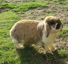 Kanin Stampe R.I.P  billede 6