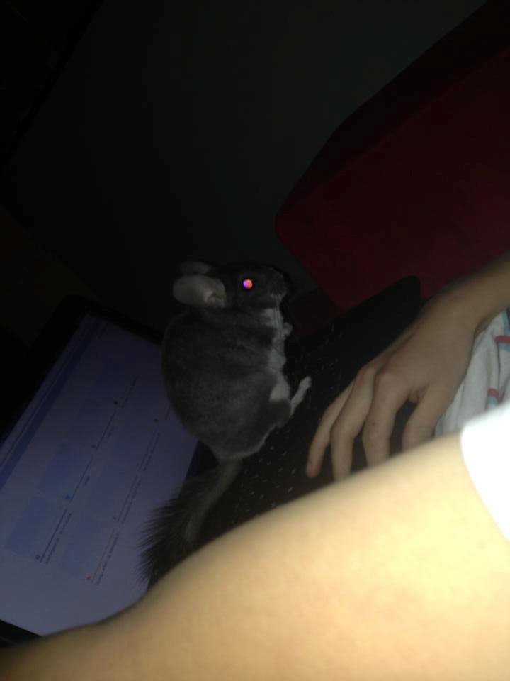 Chinchilla Jassy - Den er dejlig tam :) og en lille balde mær  billede 1