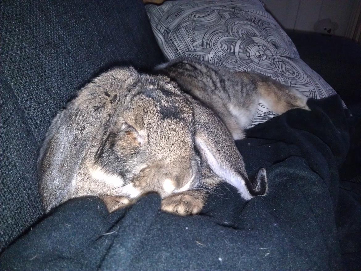 Kanin Mundo Fransk vædder - Puttekanin i sofaen.  billede 19