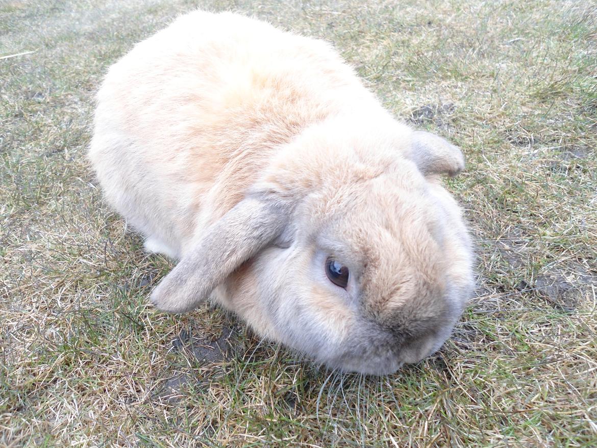 Kanin Buller - Buller som er ude i haven <3
 billede 6