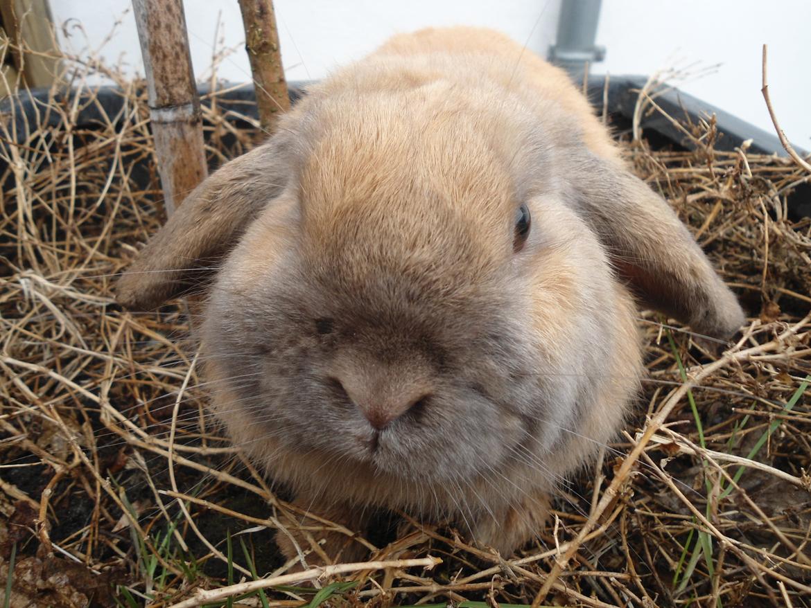 Kanin Buller billede 1