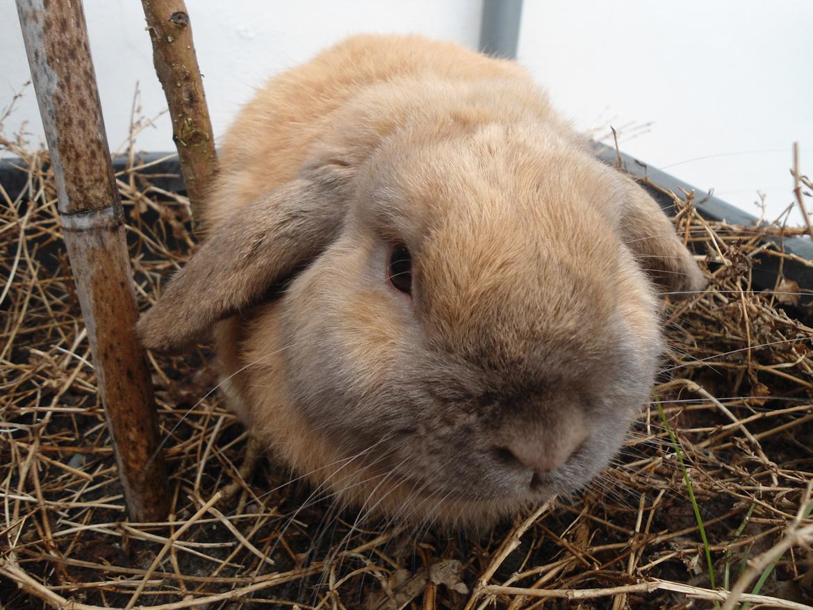 Kanin Buller billede 5