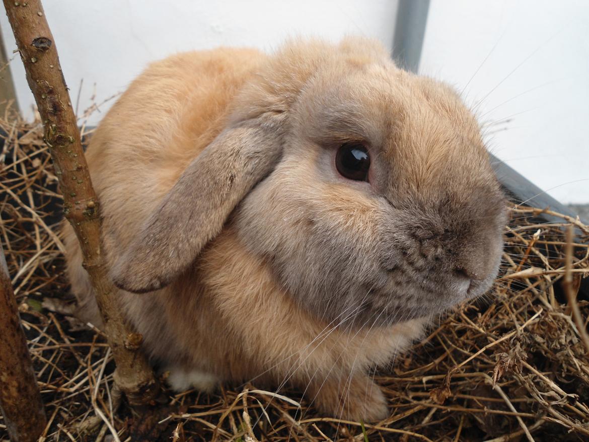 Kanin Buller billede 2