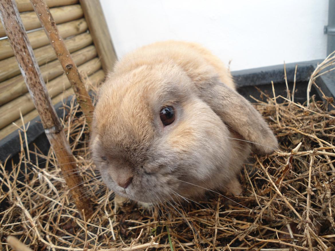 Kanin Buller billede 3