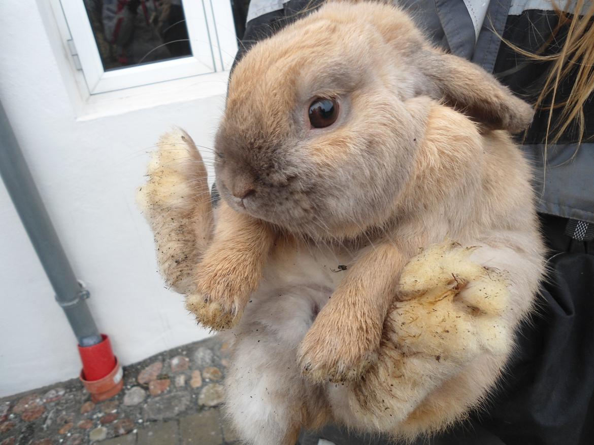 Kanin Buller billede 15