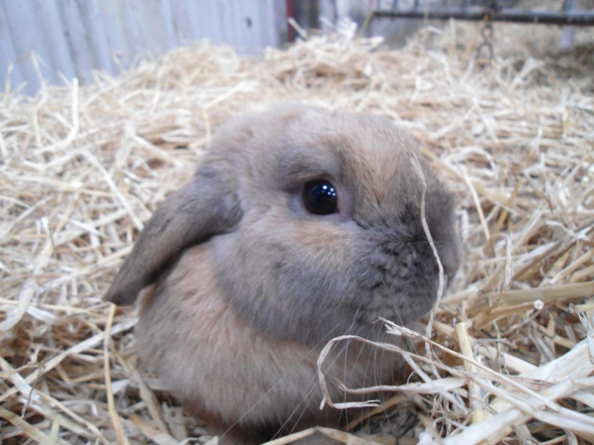 Kanin Buller billede 4