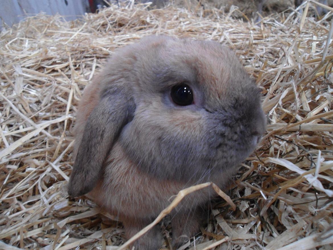 Kanin Buller billede 16