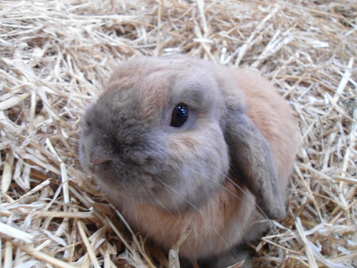 Kanin Buller billede 17