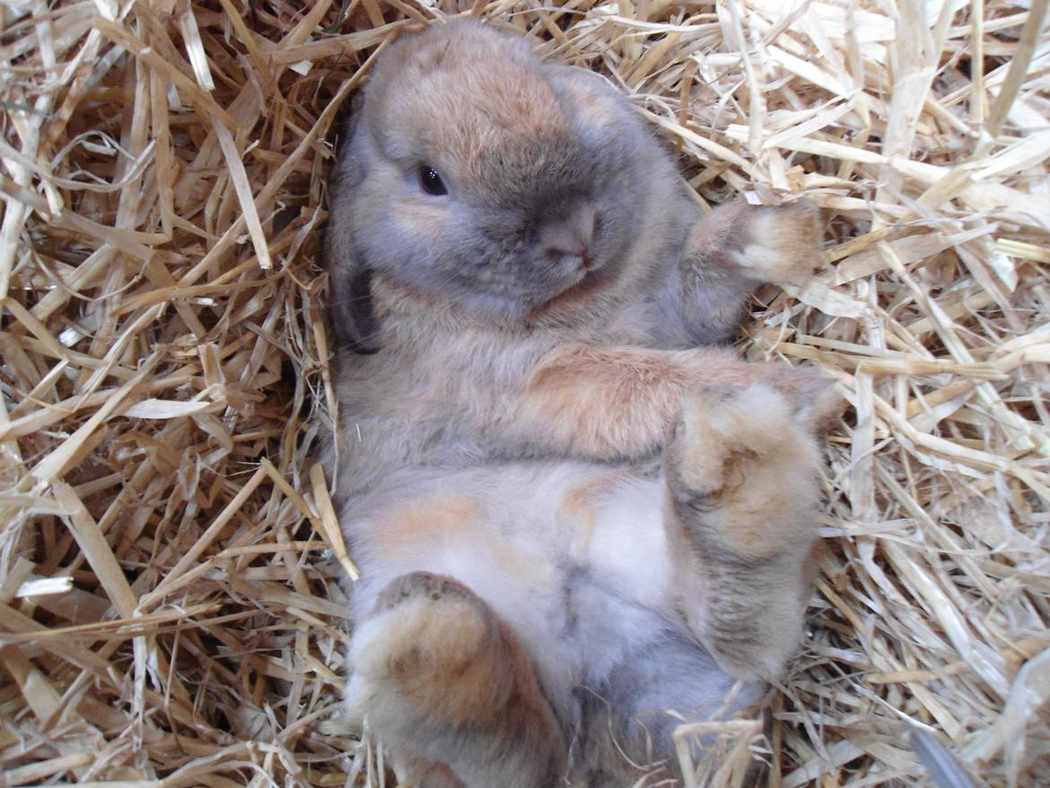 Kanin Buller billede 18