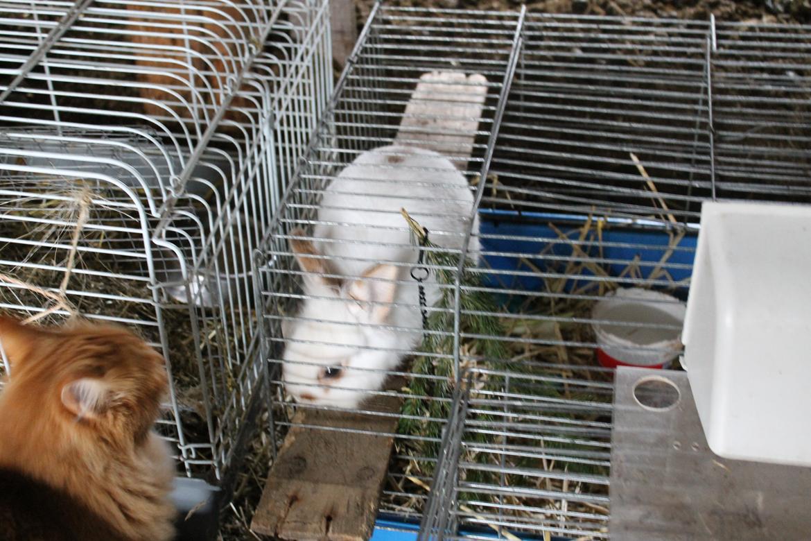 Kanin Steve billede 6