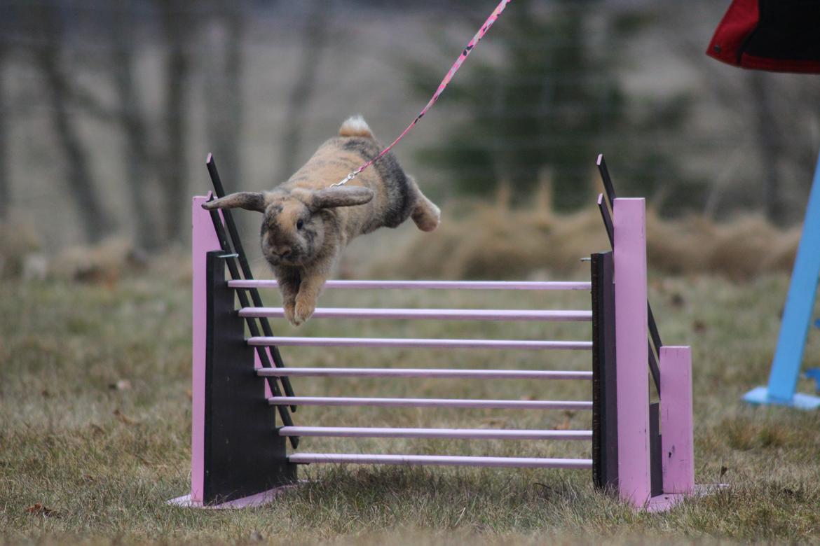 Kanin Dolls Zuera Liquria billede 16